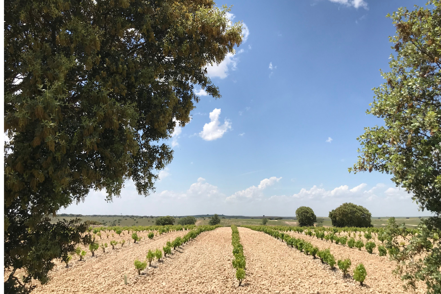 Los cuatro magnificos de Castilla y Leon