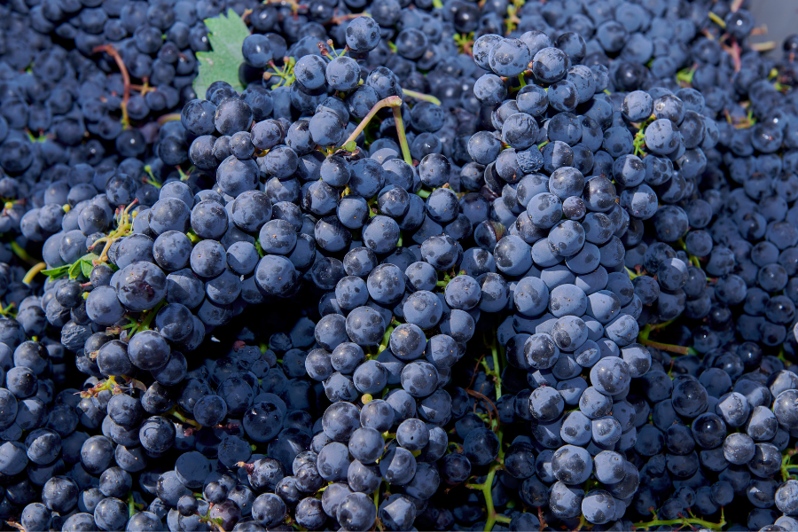 Uva tempranillo_Cillar de Silos