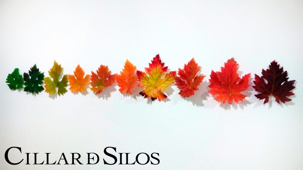 Otoño en Cillar de Silos 8